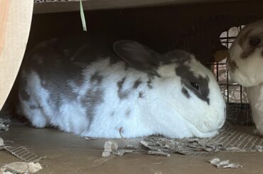 This is Loki. But when he's in "loaf mode" we can him Loafy :)