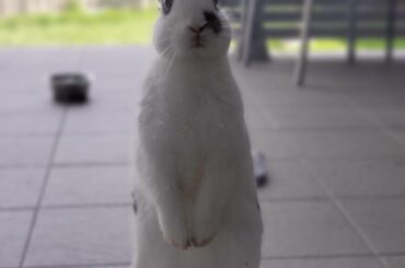 May I please have some of that banana? 🍌