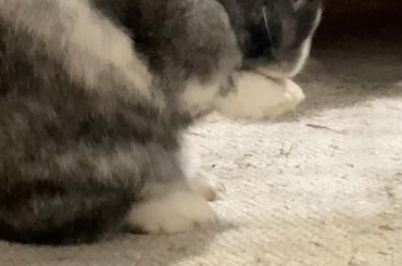 Semi loaf boy. I hope you will accept this entry.