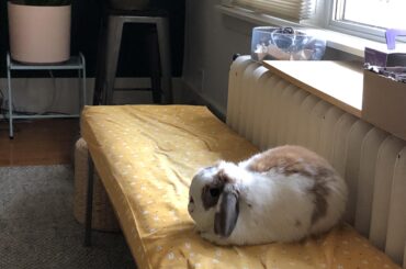 Freshly baked morning loaf.