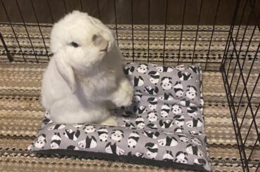 Pandas? Why not buns?