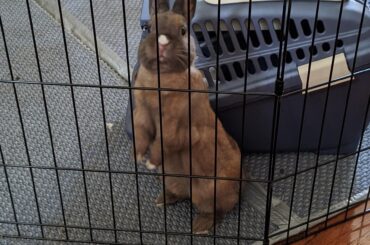 Here's Buster! I love all the pics/videos of all your sweet bunnies standing up 😊