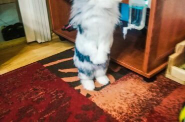 My little UwU 😍 Suzy😍