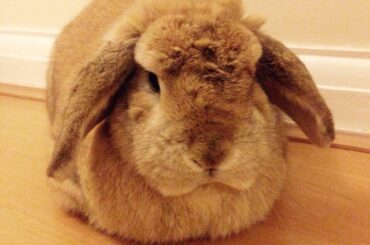 Fresh out the oven and lightly toasted