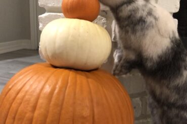 Hello great pumpkins 🎃 y’all are just my size!