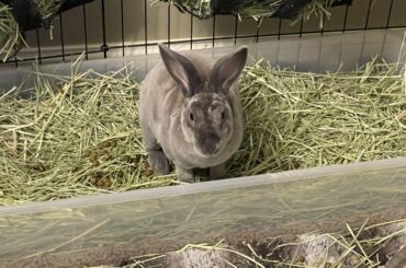 Kit actually using the litter box?? A miracle 😮
