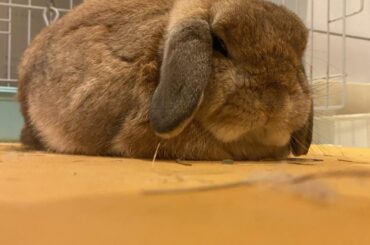 Mister Bigby loafing like a pro