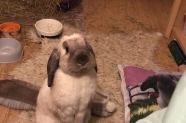 This is Balls, as you can see he’s trying to beg for forgiveness after digging in his hay onto the floor. It’s a good job he’s cute.