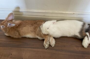 Bun booty is the most comfy pillow
