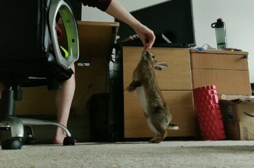 Hartley loves it when I work from home. He also knows I have treats on my desk. Tall bunny is tall!