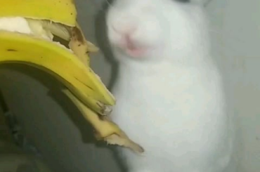 Anyone know what store has a bunny brush