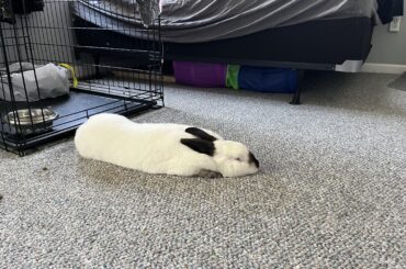 My (big) little noodle