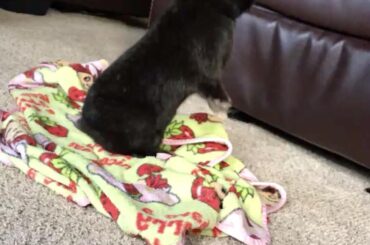 Miss Daisy. She’s a Netherland Dwarf. 2 years old