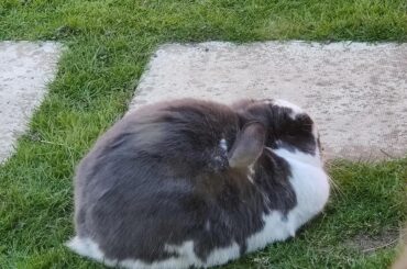 Finally caught the LOAF on camera (she's camera shy)