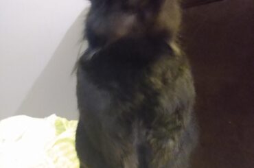 This is Miss Bernadette, our very sassy 2 year old bunbun