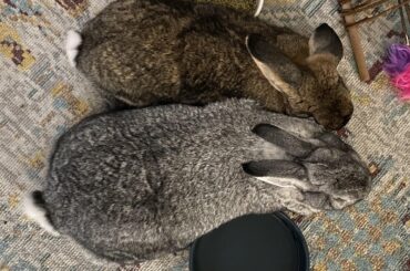 Happiness is when you and your bun-spouse fit perfectly between your bowls (bonus points if you’ve snuck in a poop on the freshly vacuumed floor)