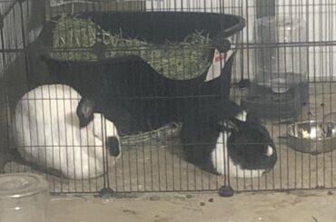 This is JellyBean and Pepper. They are loaf MASTERS.