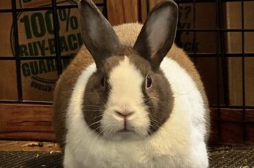 Perfectly Proofed Loaf