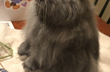 He’s so cute it’s painful