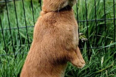 Thumper always enjoys some time outdoors