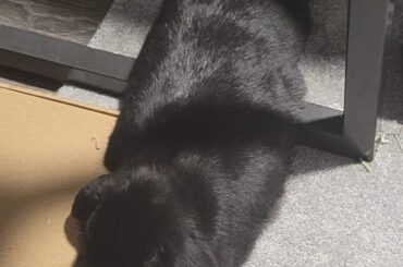 Splooting with a square metal bar under your belly = Comfy