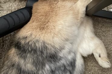 Once again, laying between my chair leg and desk leg. This time with his paw on the desk leg!!