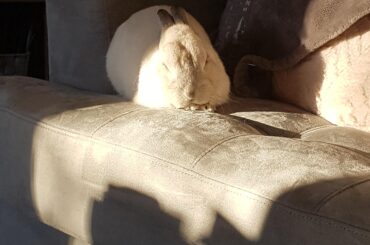 Sun bun