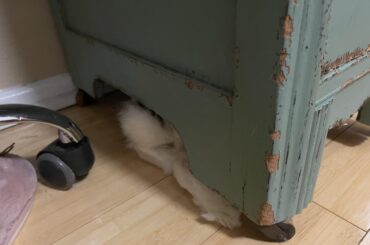 I looked for him all over the apartment. Of course he was here.