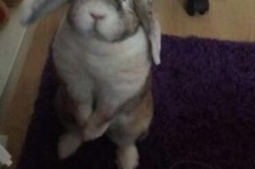 Excuse me I'd like to talk to you about god and how he made carrots