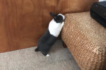 Little teddy wants to know what's up there