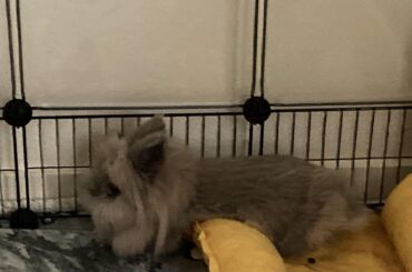 Decided the edge of the bed would be most comfortable on his lil white belly…