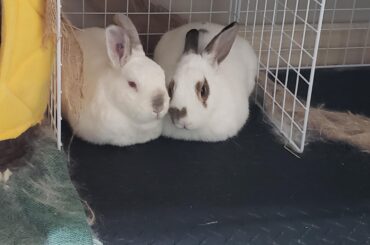 Just a pair of bunny slippers