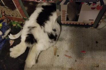 Nighty Night BunnyBoi