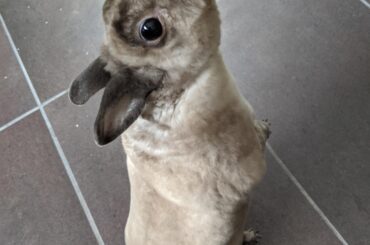 "please hand down that treat miss."