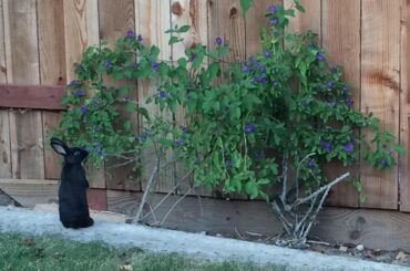 a few years ago, my little buns first time outside, sniffing all the new smells.