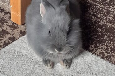An angry loaf vs a relaxed loaf