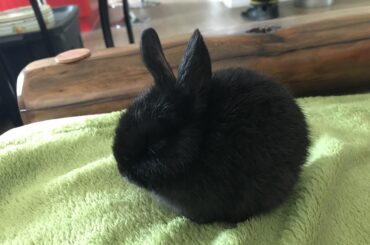 Round Bun (Meet Theodore)