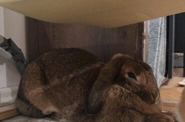 The most expensive artisanal pumpernickel loaf!