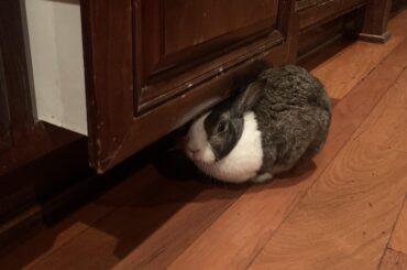 Just loafin’ half-under our kitchen slide-trash