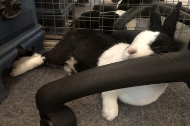 Chair leg pillow > orthopedic pillow