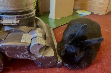 the hoover is hers now.