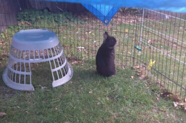 Onyx checking if I have treats