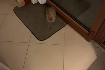 Someone on r/rabbits told me to post my little Zoi here so here we go!