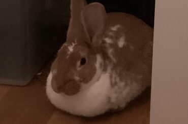 Semi-Alert Pumpkin Loaf