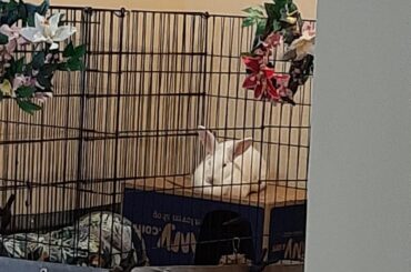 Loafing on her castle!