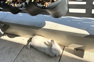 4th floor balcony noodle