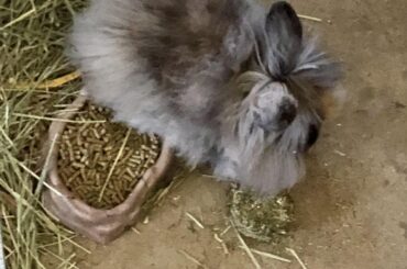 Sleeps in their food while his brother chills on their actual bed