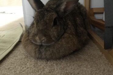 Got me a hot-crossed bun.