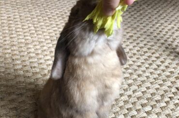 Yummy yummies for Blu