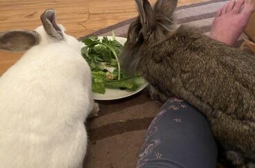 This can’t be a comfortable way to eat?!